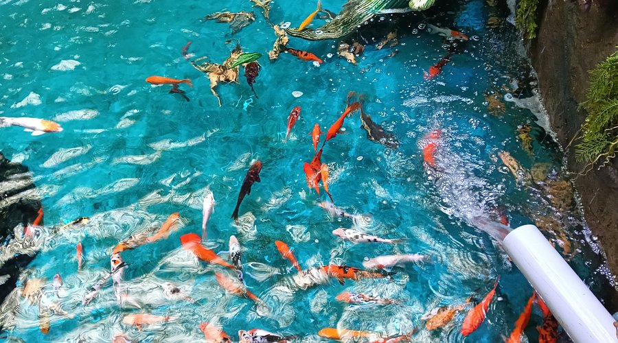 namma bengaluru aquarium