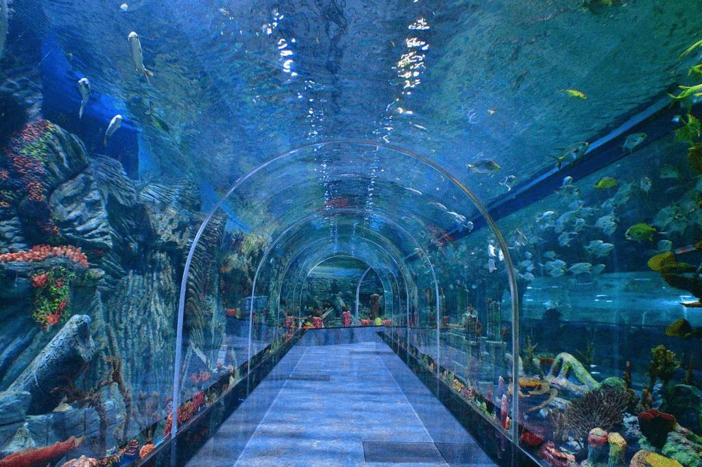 namma bengaluru aquariumSecrets of Namma Bengaluru Aquarium Every Visitor Should Know